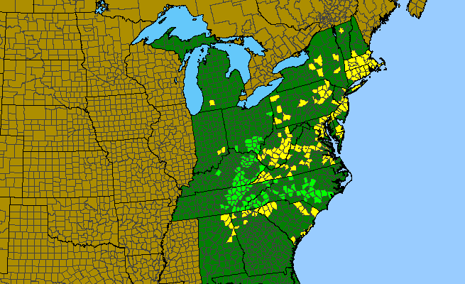 The range of Lygodium palmatum